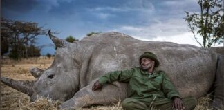 rhino