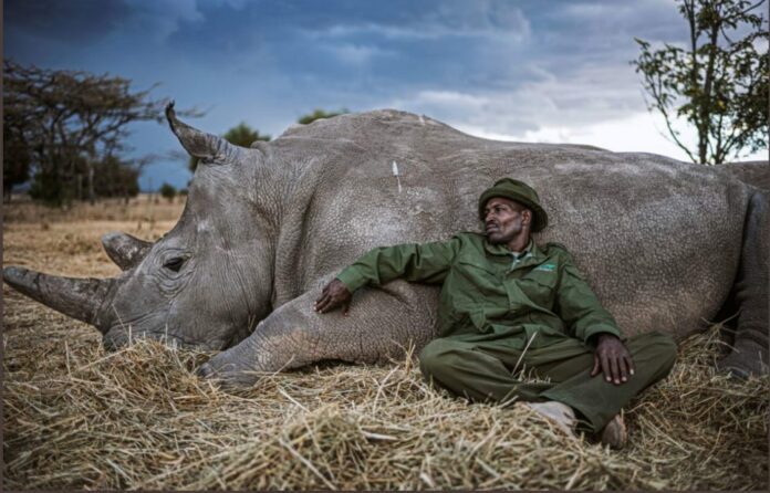 rhino