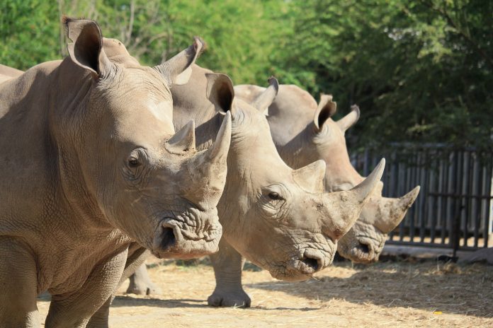 White rhinos found dead