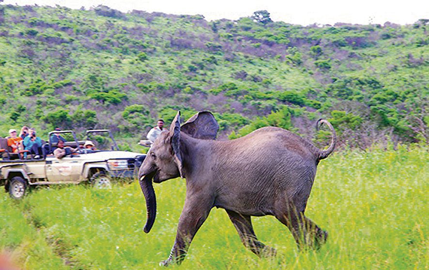 Field rangers among suspects nabbed in R4 million endangered species poaching case