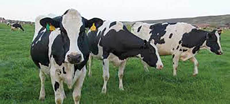 LIvestock industry is benefitting