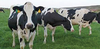 LIvestock industry is benefitting
