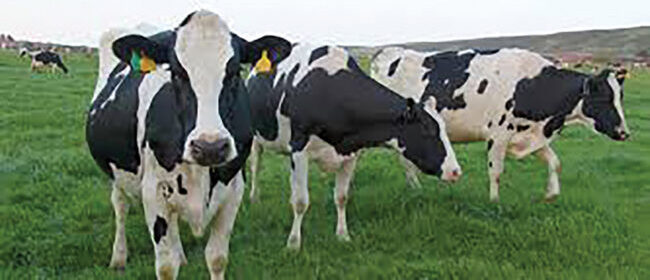 LIvestock industry is benefitting