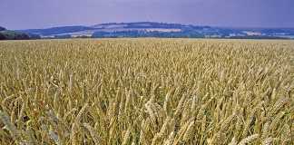SA's wheat supply