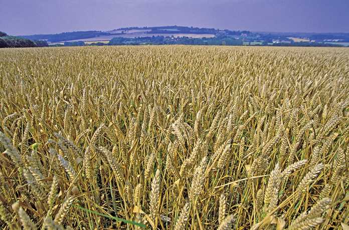 SA's wheat supply