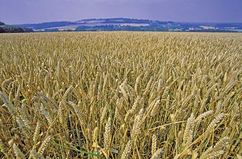 SA's wheat supply