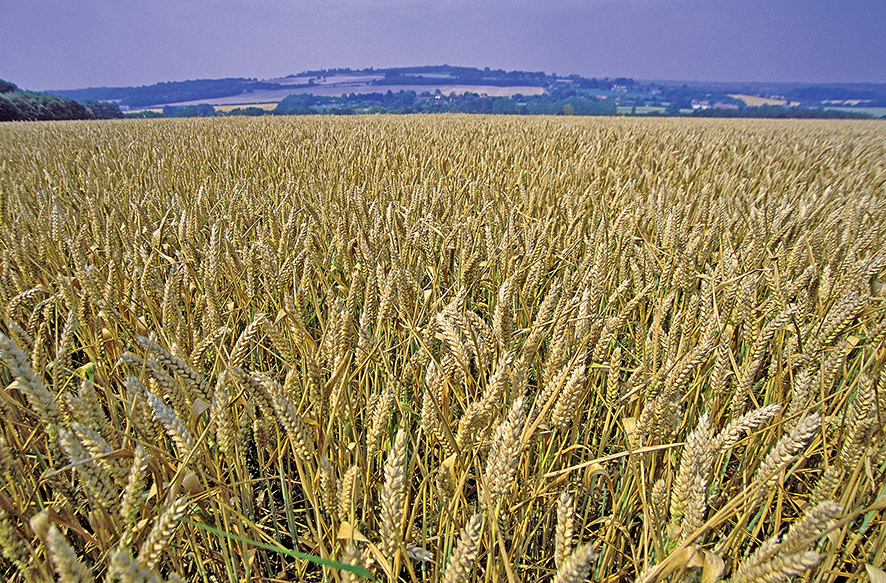 SA's wheat supply