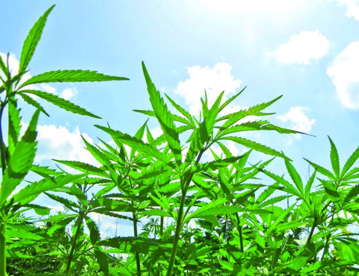 Cannabis expo