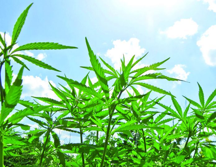 Cannabis expo