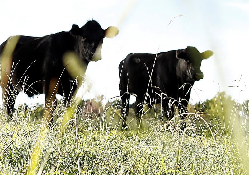 University of the Free State to open new veterinary training facility