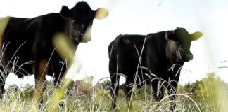 University of the Free State to open new veterinary training facility