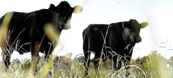 University of the Free State to open new veterinary training facility