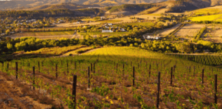 Wine production in South Africa