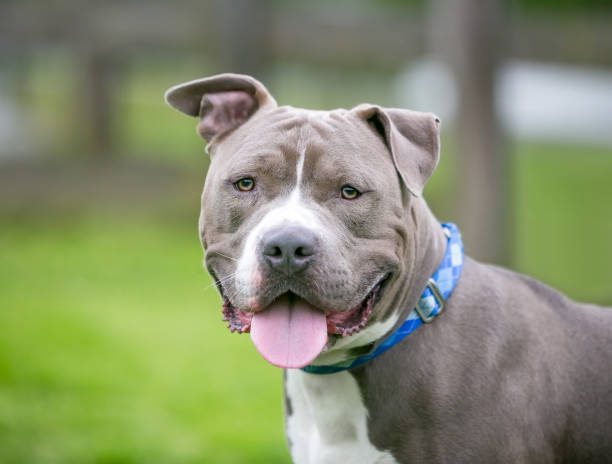 Pit bull attack