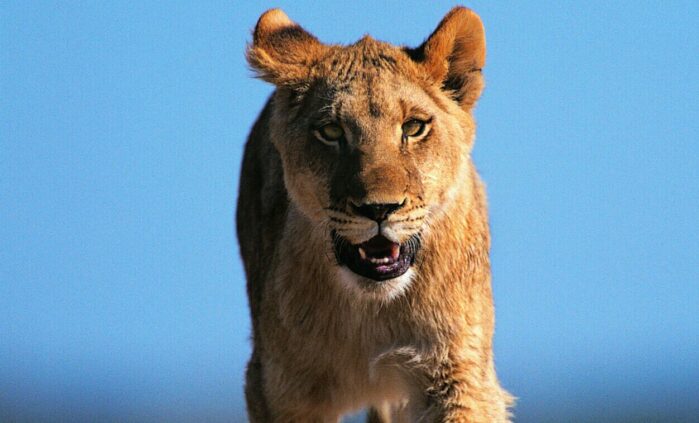 Lion on the loose