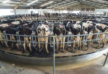 Ban on livestock movement continues to curb foot & mouth disease Karan Beef moves to stop spread of foot-and-mouth outbreak
