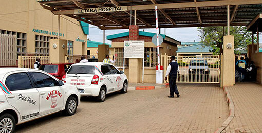 A troop of looting monkeys and a cluster of stray cats are terro rising patients, staff and visi­tors at the Letaba Hospital inNkowankowa