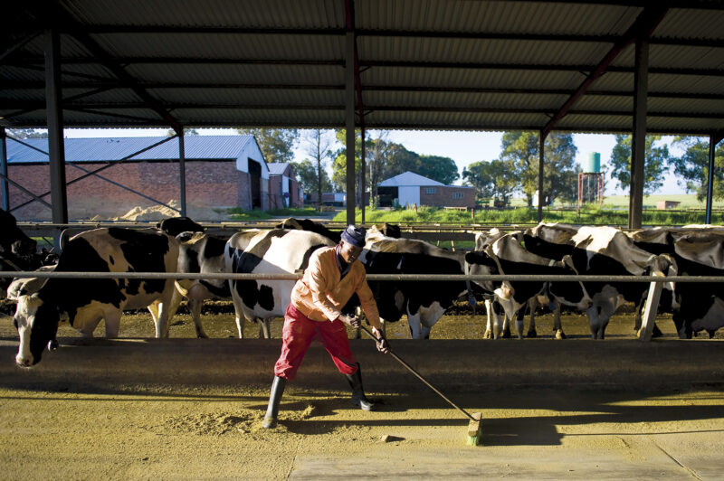 SA's food price inflation