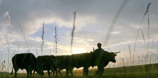 Court saves black farmer from land invaders 