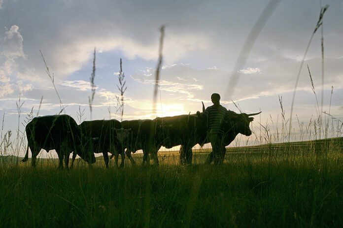 Court saves black farmer from land invaders 