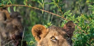 Lions escape near Kruger National Park