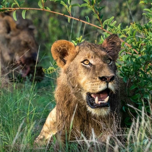 Ten lions found dead in suspected poisoning at Tanzania wildlife reserve