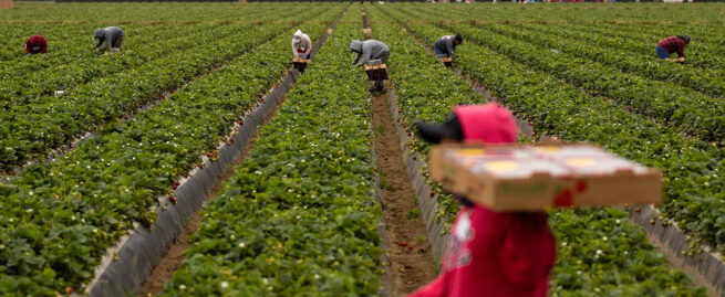 Crop production season in Malawi