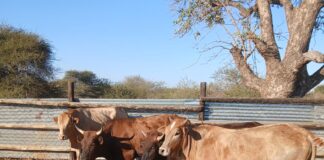 Police seek public’s help to trace owners of suspected stolen cattle