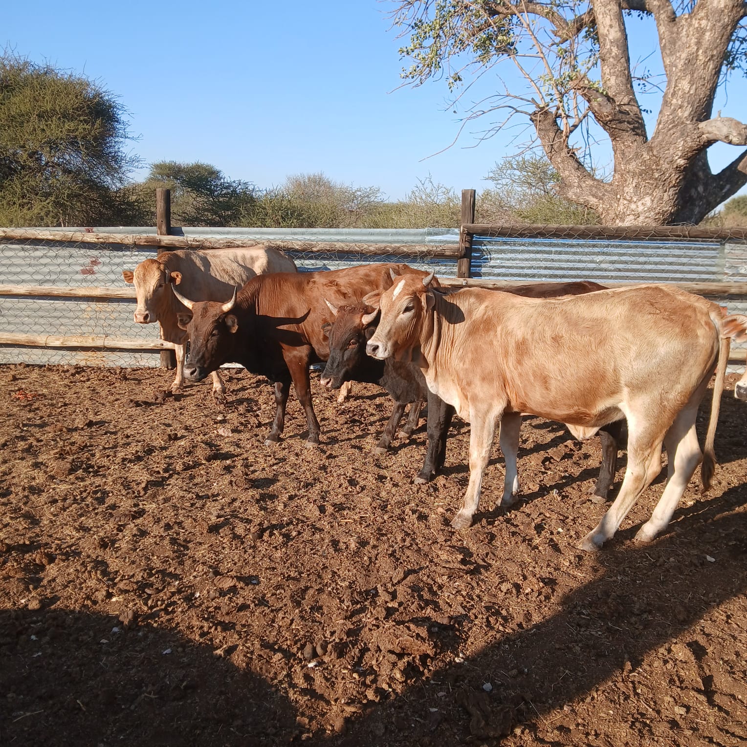 Police seek public’s help to trace owners of suspected stolen cattle