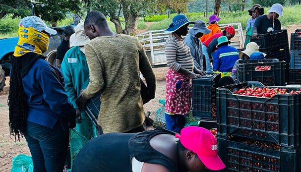 Lending youth business a helping hand to grow 