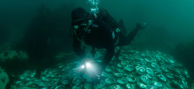 The business of abalone fishing