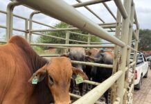 State proposes mandatory livestock identification system Cows in a trailer