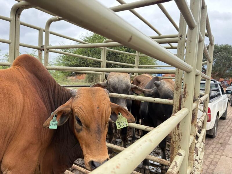 Cows in a trailer