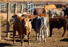 Concerns about SA’s beef supply as foot-and-mouth disease hits Namibia