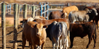 Concerns about SA’s beef supply as foot-and-mouth disease hits Namibia