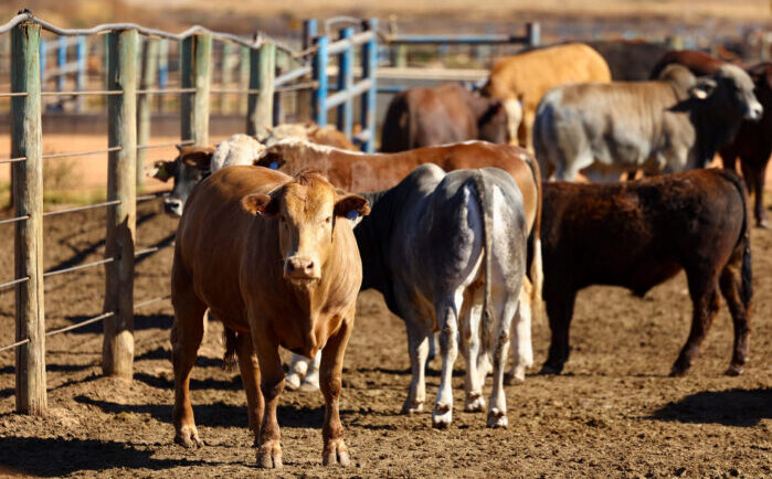 Concerns about SA’s beef supply as foot-and-mouth disease hits Namibia