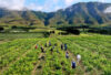 Farming