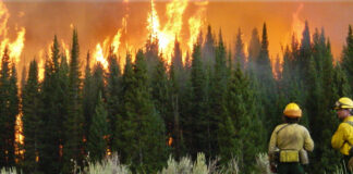 TEFLA Group welcomed judgment that went against Working on Fire over disputed contract