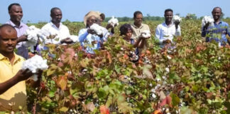 Can Ethiopia weave Africa's complete cotton-to-clothing value chain?