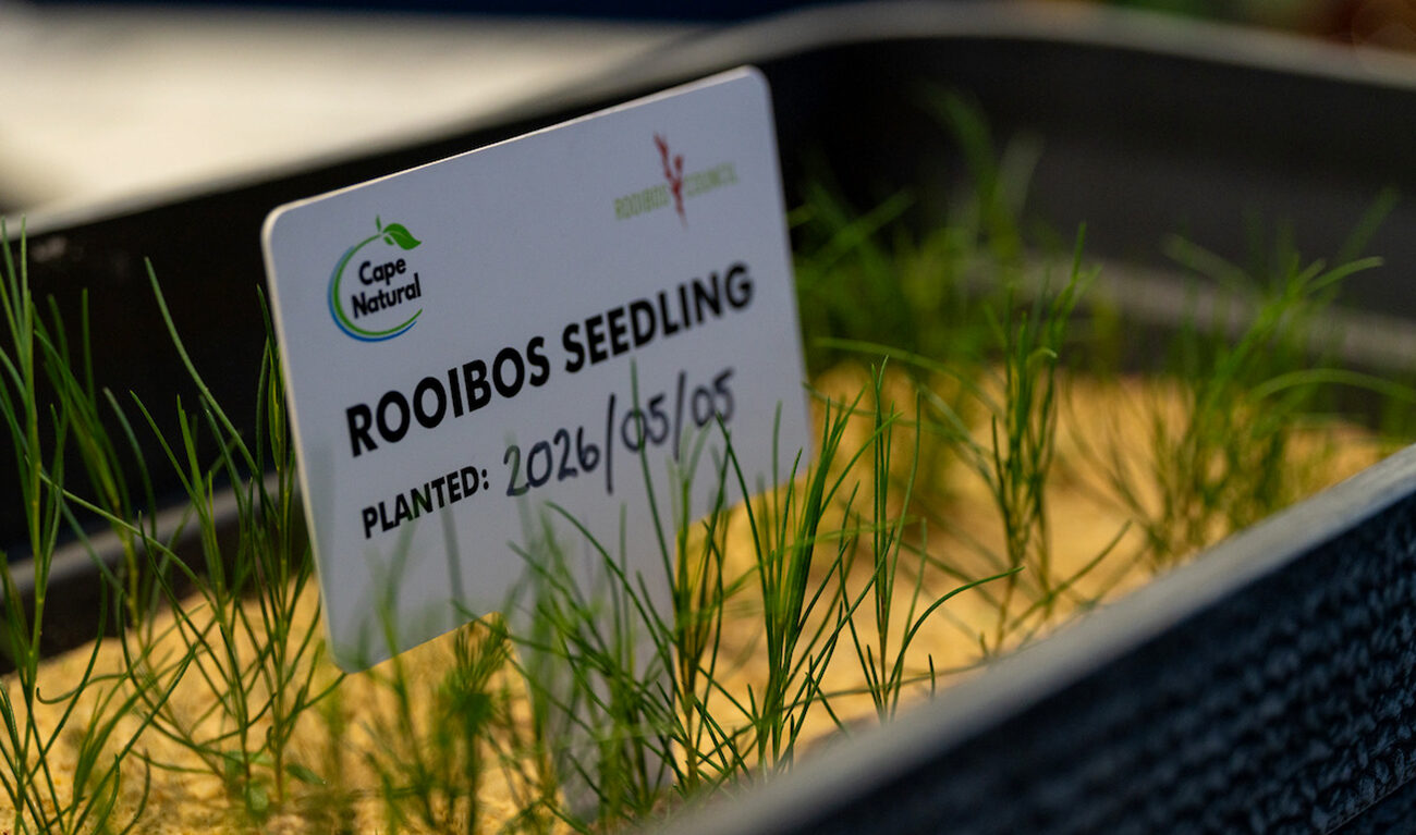 Rooibos tea plant native to Cederberg set to travel to International Space Station for research
