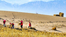 Desert control workers constructed sand barriers and windbreak belts to "lock the edges" of the desert on the sand dunes at the southwestern edge of the Badain Jaran Desert in Minghua Township, Sunan Yugur Autonomous County, Gansu province, northwest China, November 13, 2025. /VCG