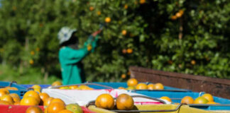Citrus farm trees on Tekwane land proposed for the R30bn Mbombela smart city development