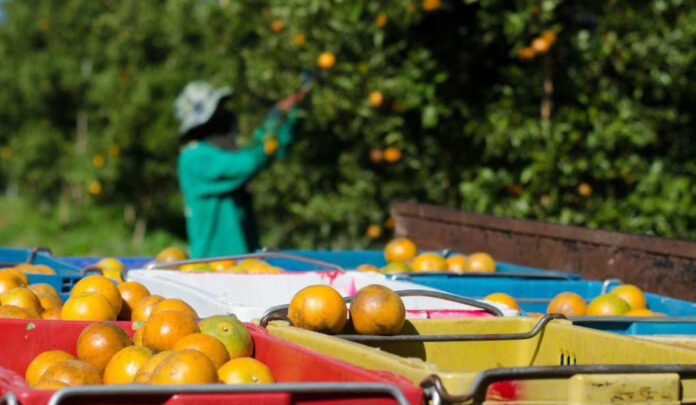 Citrus farm trees on Tekwane land proposed for the R30bn Mbombela smart city development
