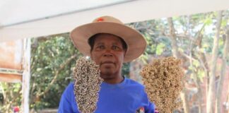 Zimbabwean farmers adopt drought-tolerant crops for resilience A farmer displays harvested sorghum heads at the Good Seed and Food Festival in Harare, Zimbabwe, representing the adoption of drought-tolerant crops.