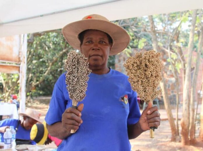 A farmer displays harvested sorghum heads at the Good Seed and Food Festival in Harare, Zimbabwe, representing the adoption of drought-tolerant crops.