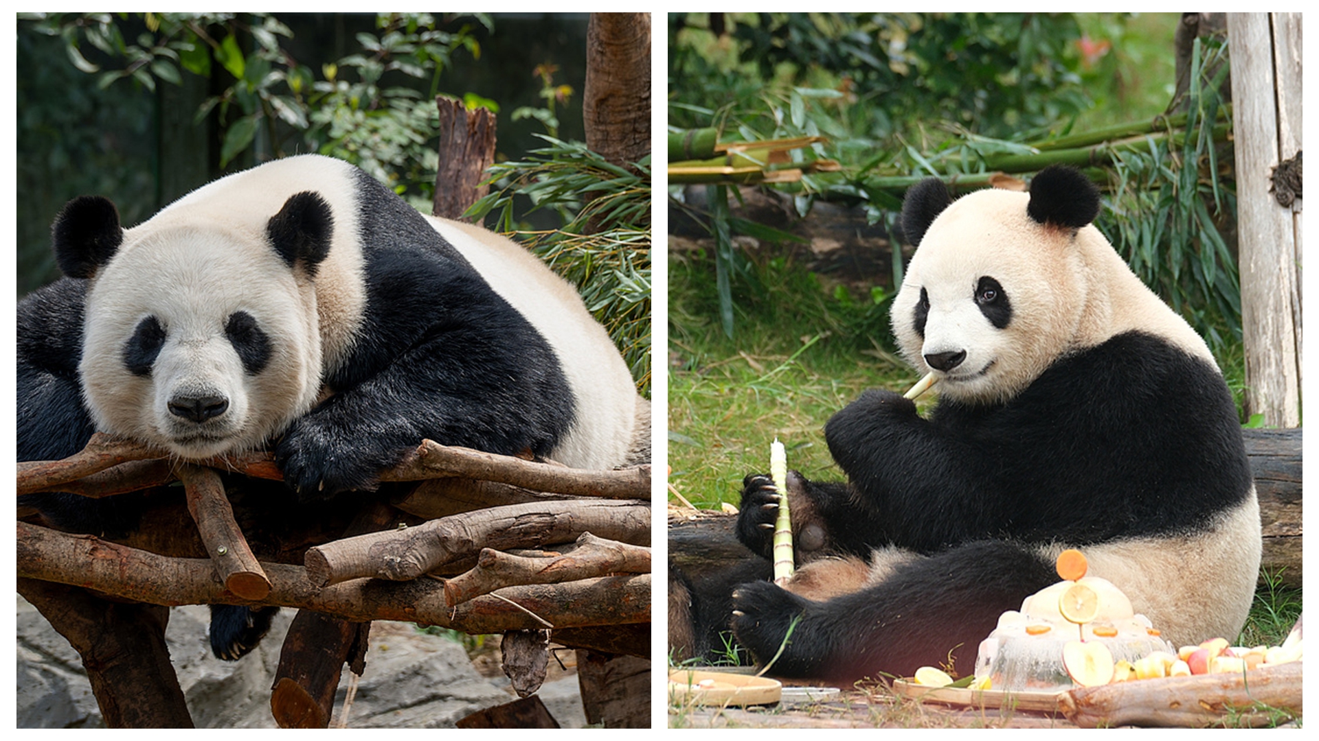 China sends pair of giant pandas to Zoo Atlanta