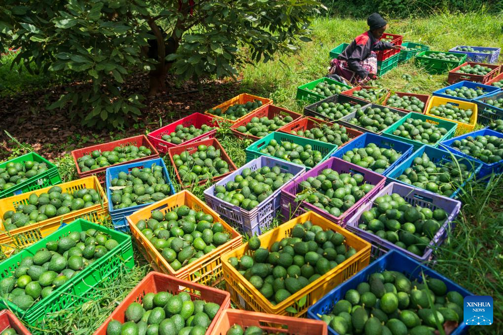 massive crates full of avos.