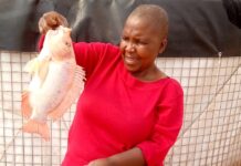 At Mathotshe Business Enterprise in Doornkop, Salome Mathobela now produces about 14 tonnes of fish a year.