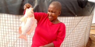 At Mathotshe Business Enterprise in Doornkop, Salome Mathobela now produces about 14 tonnes of fish a year.