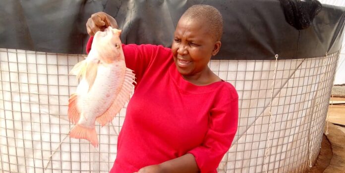 At Mathotshe Business Enterprise in Doornkop, Salome Mathobela now produces about 14 tonnes of fish a year.